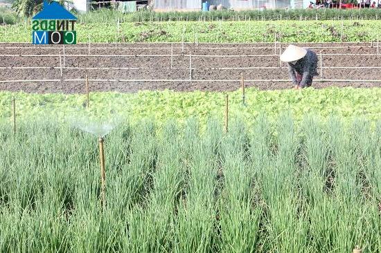 Hình ảnh Bình Mỹ, An Giang