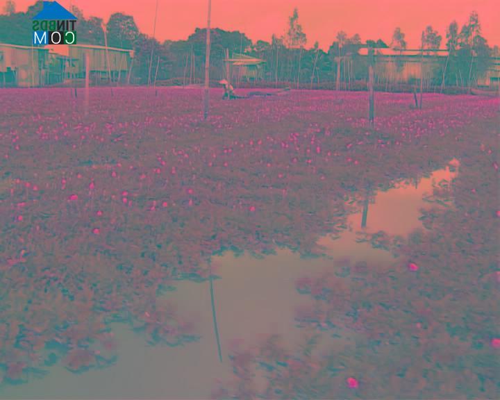 Hình ảnh Bình Thạnh Đông, An Giang