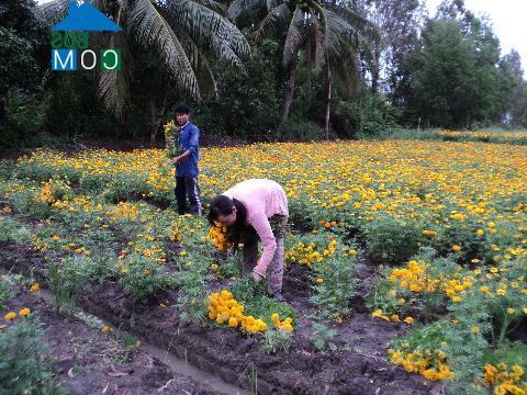 Hình ảnh Thạnh Lộc, An Giang