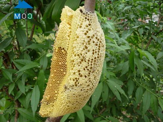 Hình ảnh Vĩnh Hòa, An Giang