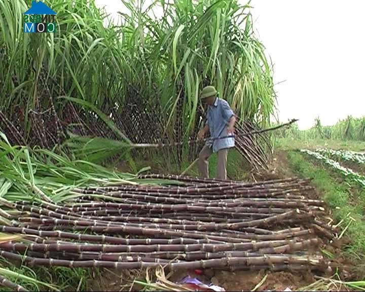 Hình ảnh Đông Cứu, Bắc Ninh