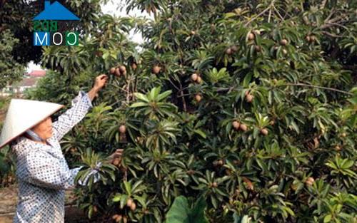 Hình ảnh Lạng Giang, Bắc Ninh