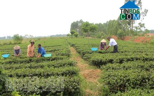 Hình ảnh Tự Lạn, Bắc Ninh