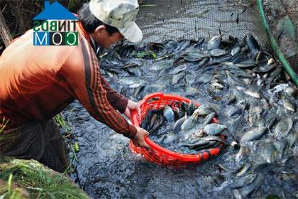 Hình ảnh Khánh Hưng, Cà Mau