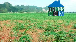 Hình ảnh Tân Kỳ, Nghệ An