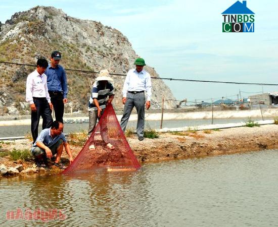 Hình ảnh Tân Mai, Nghệ An