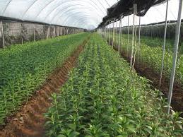 Hình ảnh Lý Nhân, Ninh Bình