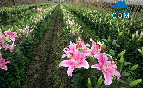 Hình ảnh Hải Tiến, Ninh Bình