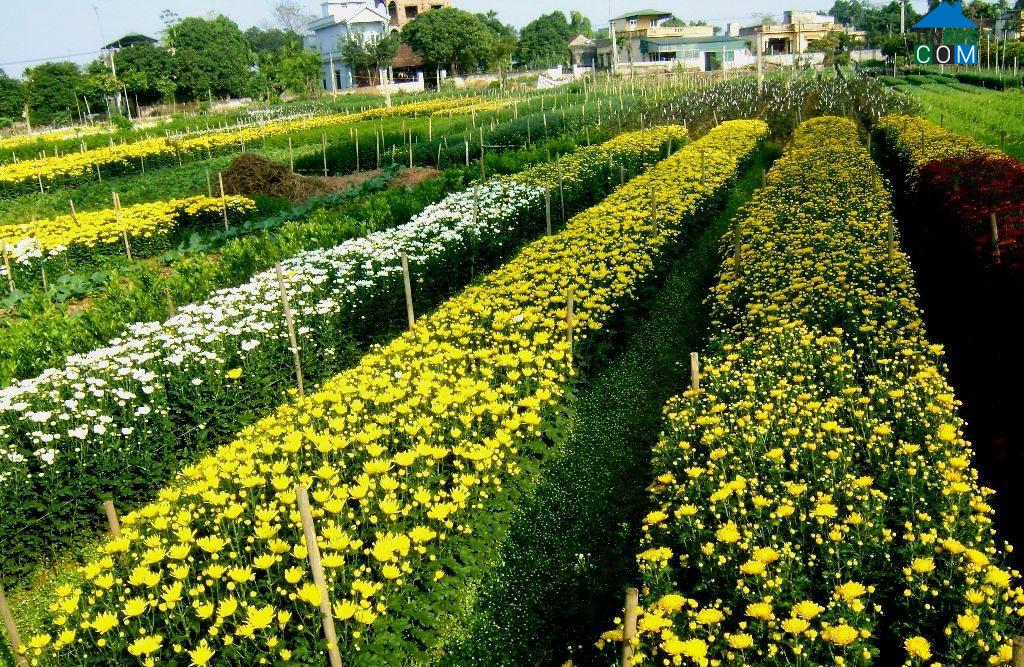 Hình ảnh Phù Vân, Ninh Bình