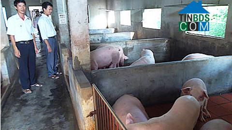 Hình ảnh Minh Thái, Ninh Bình