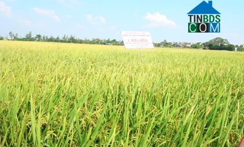 Hình ảnh Nghĩa Lâm, Ninh Bình