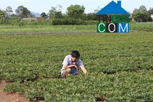 Hình ảnh Yên Trị, Phú Thọ