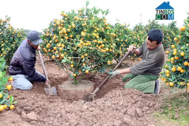 Hình ảnh Vị Khê, Ninh Bình