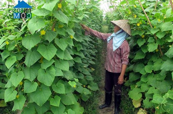 Hình ảnh Hoàng An, Phú Thọ