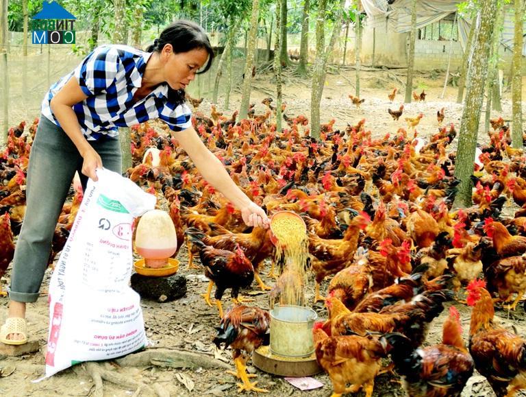 Hình ảnh Hợp Lý, Phú Thọ