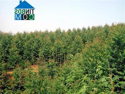 Hình ảnh Bình Tuyền, Phú Thọ