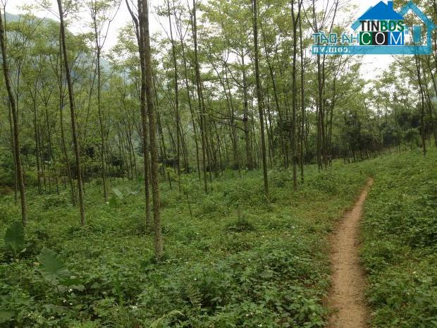 Hình ảnh Cao Dương, Phú Thọ