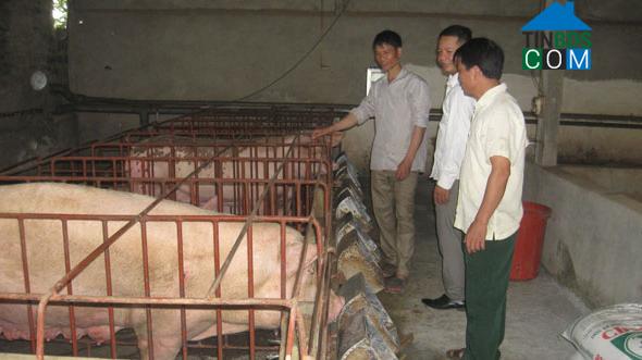 Hình ảnh Cự Đồng, Phú Thọ