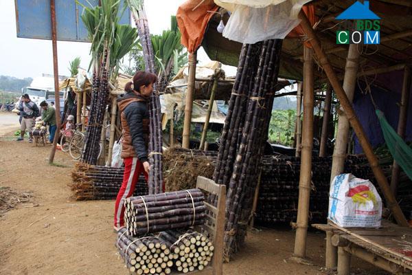 Hình ảnh Đại Đồng, Phú Thọ