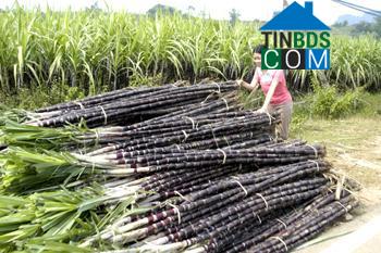 Hình ảnh Mường Thàng, Phú Thọ