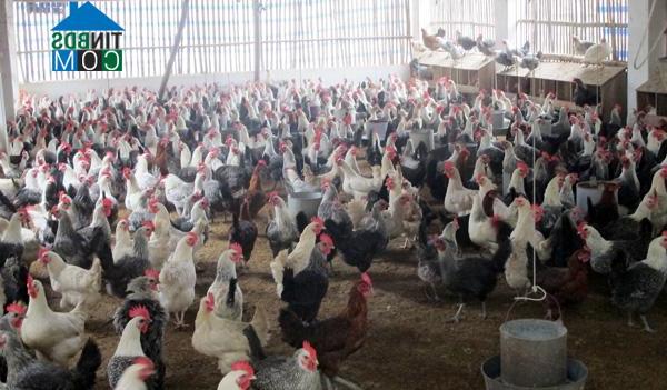 Hình ảnh Tam Dương Bắc, Phú Thọ