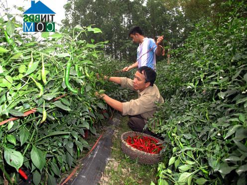Hình ảnh Vĩnh Chân, Phú Thọ