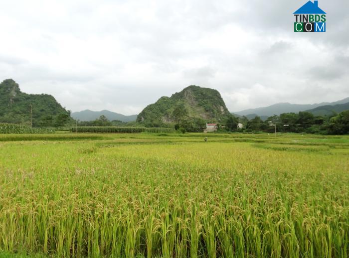 Hình ảnh Võ Miếu, Phú Thọ