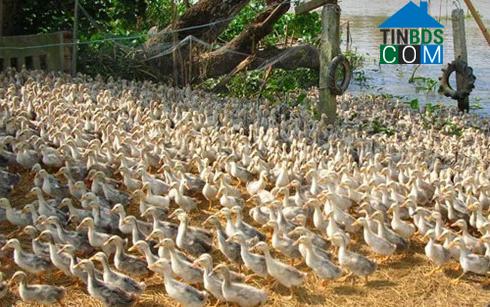 Hình ảnh Bình Chương, Quảng Ngãi