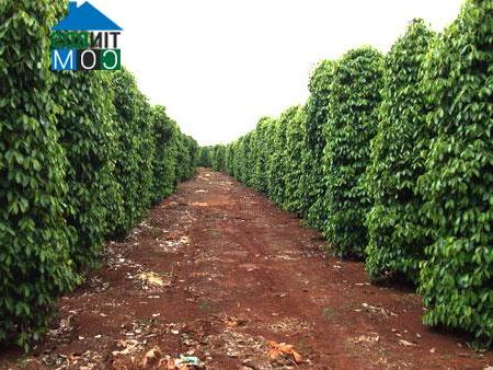 Hình ảnh Lộc Quang, Đồng Nai