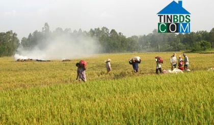 Hình ảnh Hậu Mỹ, Đồng Tháp