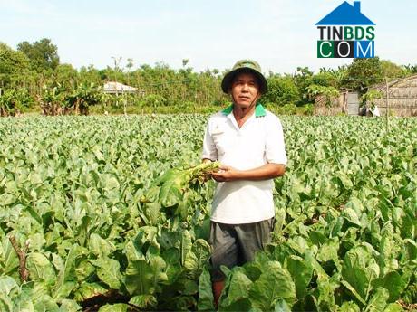 Hình ảnh Phú Thành, Đồng Tháp