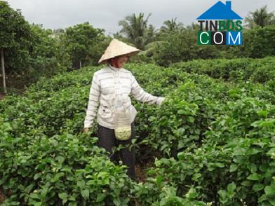 Hình ảnh Châu Thành, Đồng Tháp