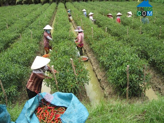 Hình ảnh Bình Ninh, Đồng Tháp