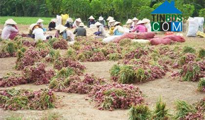 Hình ảnh Tân Điền, Đồng Tháp