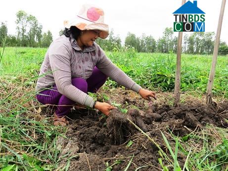 Hình ảnh Tân Phước 1, Đồng Tháp