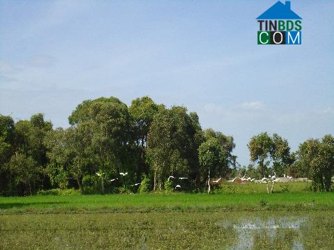 Hình ảnh Tân Phước 3, Đồng Tháp