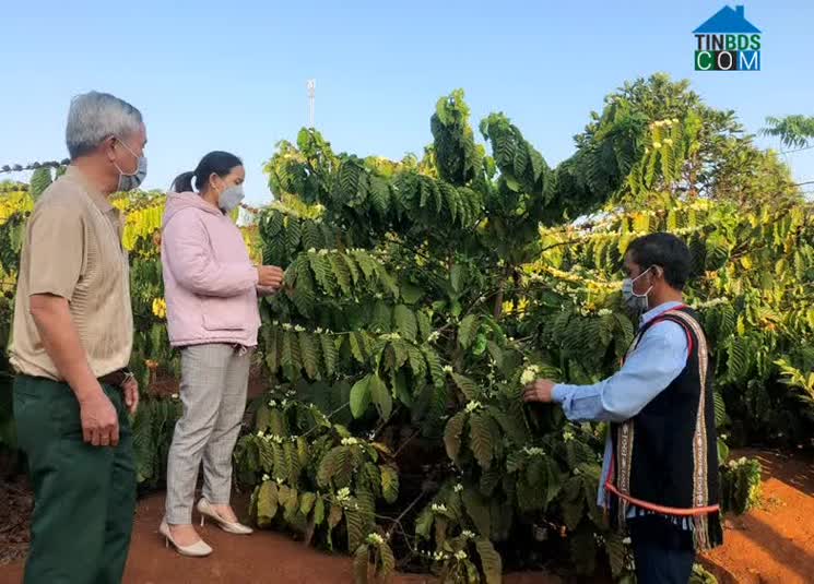 Hình ảnh Đak Đoa, Gia Lai