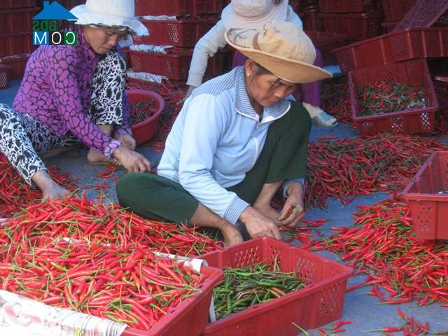 Hình ảnh Phù Mỹ, Gia Lai