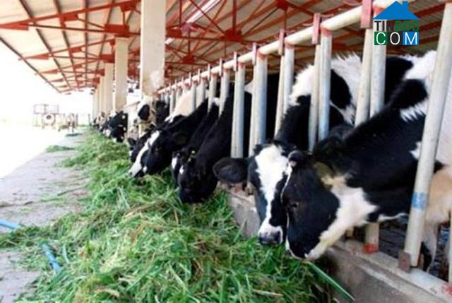 Hình ảnh Cẩm Xuyên, Hà Tĩnh