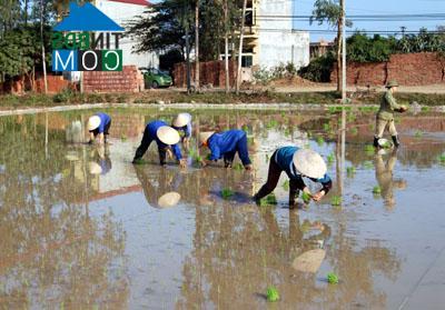 Hình ảnh Đại Đồng, Hưng Yên