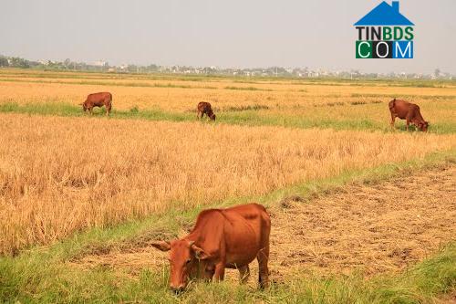 Hình ảnh Đồng Châu, Hưng Yên