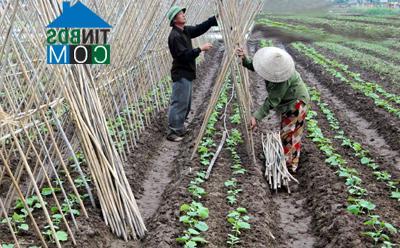 Hình ảnh Hoàn Long, Hưng Yên