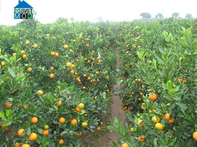 Hình ảnh Mễ Sở, Hưng Yên