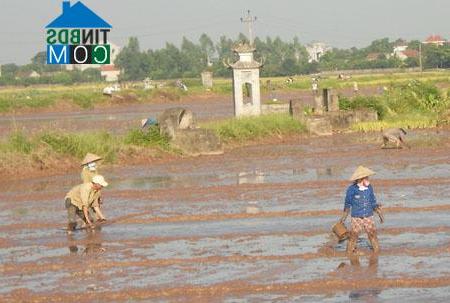 Hình ảnh Nghĩa Dân, Hưng Yên