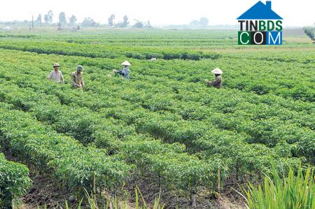 Hình ảnh Quỳnh Phụ, Hưng Yên