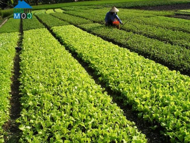 Hình ảnh Ba Ngòi, Khánh Hòa