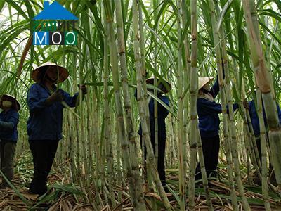 Hình ảnh Bác Ái Đông, Khánh Hòa