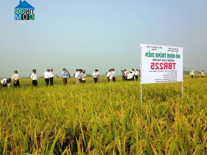 Hình ảnh Tiên Lữ, Hưng Yên