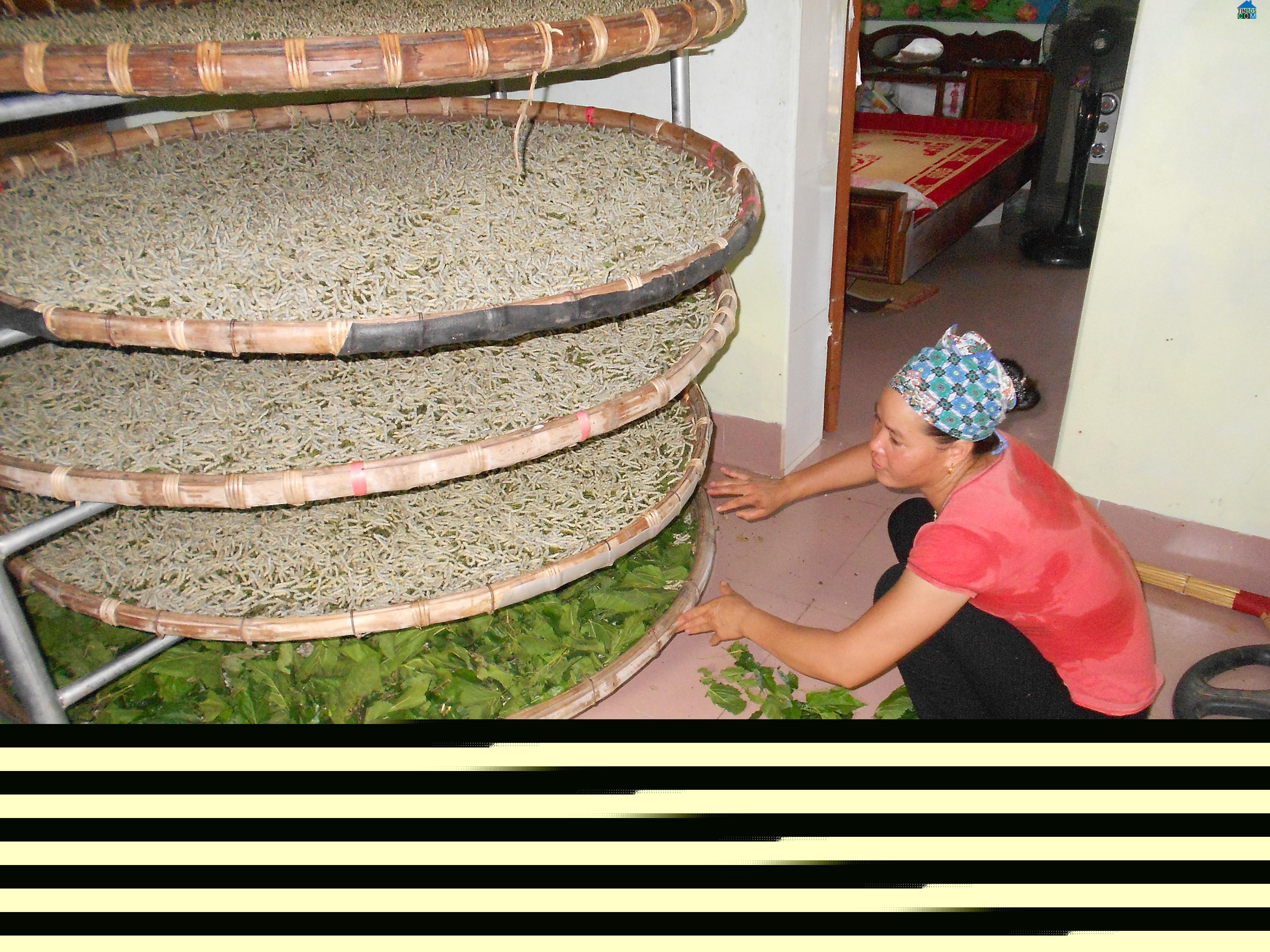 Hình ảnh Vũ Tiên, Hưng Yên