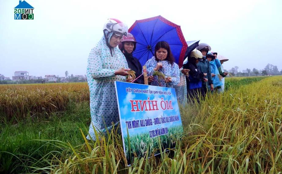 Hình ảnh Xuân Trúc, Hưng Yên